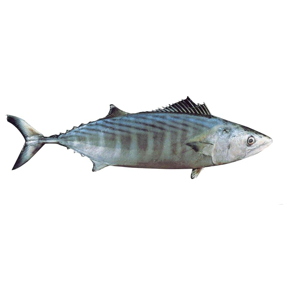 BONITE À DOS RAYÉ - 12.569858447488583 dh/kg