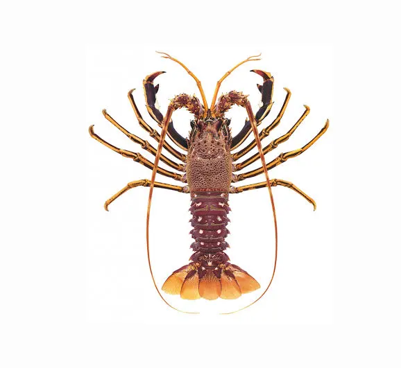 LANGOUSTE ROUGE - 265.49409553295004 dh/kg