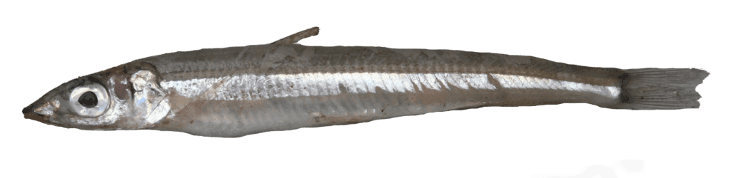 PETITE ARGENTINE