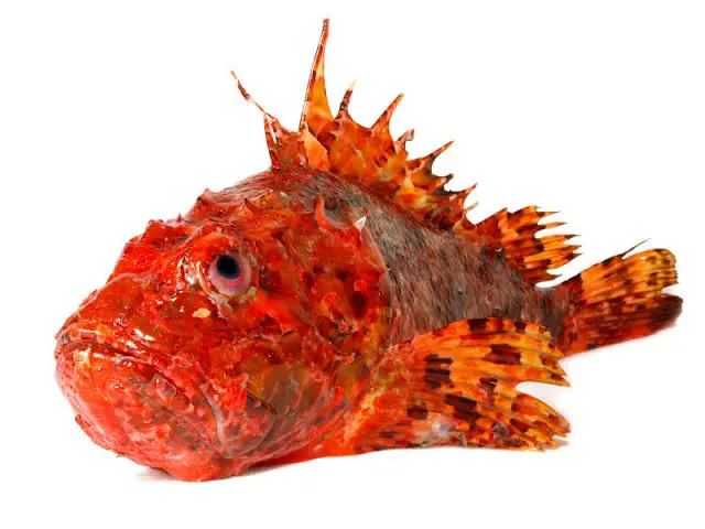 RASCASSE ROUGE - 60 dh/kg