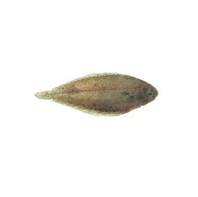SOLE DU SÉNEGAL